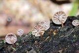 Mycena corticola image