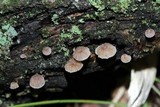 Mycena corticola image