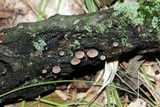 Mycena corticola image