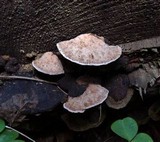Rhodofomes cajanderi image