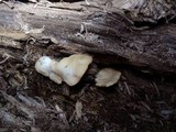 Crepidotus mollis image