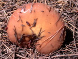 Suillus pseudobrevipes image