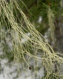 Alectoria sarmentosa image