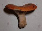 Lactarius proximellus image