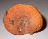 Lactarius proximellus image
