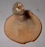 Lactarius proximellus image