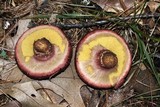 Suillus spraguei image