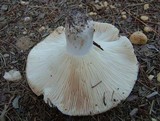 Russula densifolia image