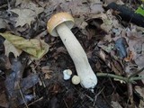 Boletus chippewaensis image