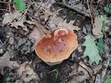 Boletus chippewaensis image