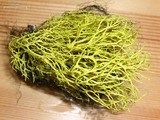 Letharia lupina image
