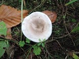 Clitopilus prunulus image