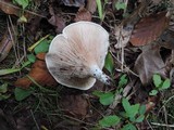 Clitopilus prunulus image