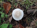 Clitopilus prunulus image