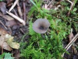 Entoloma querquedula image