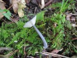 Entoloma querquedula image