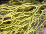 Letharia lupina image