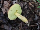 Boletus subglabripes image