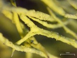 Letharia lupina image