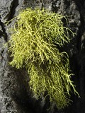 Letharia lupina image
