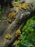 Teloschistes hosseusianus image
