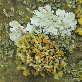 Teloschistes hosseusianus image