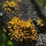 Teloschistes hosseusianus image