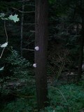 Hericium americanum image