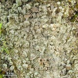 Cladonia pyxidata image