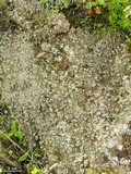 Cladonia pyxidata image