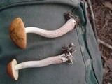 Boletus longicurvipes image