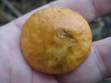 Boletus longicurvipes image