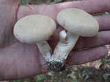 Boletus pallidus image