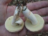 Boletus pallidus image