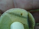 Boletus pallidus image