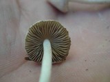 Inocybe geophylla image