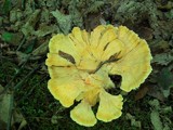 Laetiporus cincinnatus image