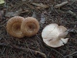 Lactarius speciosus image