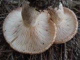 Lactarius speciosus image