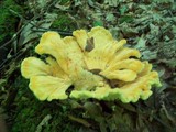 Laetiporus cincinnatus image