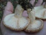Lactarius speciosus image
