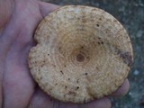 Lactarius speciosus image