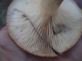 Lactarius speciosus image