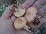 Lactarius vinaceorufescens image