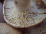 Lactarius vinaceorufescens image