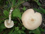 Lepiota clypeolaria image
