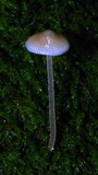 Mycena subcaerulea image