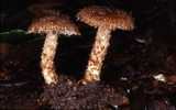 Inocybe hystrix image