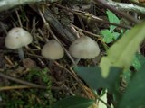 Mycena subcaerulea image