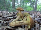 Leccinum rugosiceps image